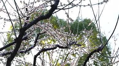 4K梅花腊梅园风光片特写花朵视频的预览图